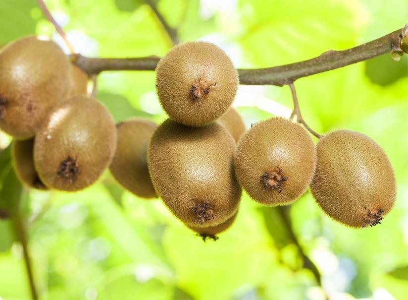 Kiwi